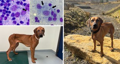 Dog recovers after leishmaniasis diagnosis